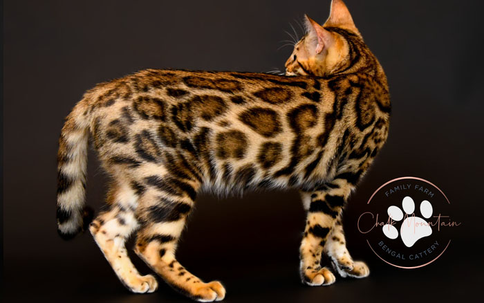 bengal kittens for sale